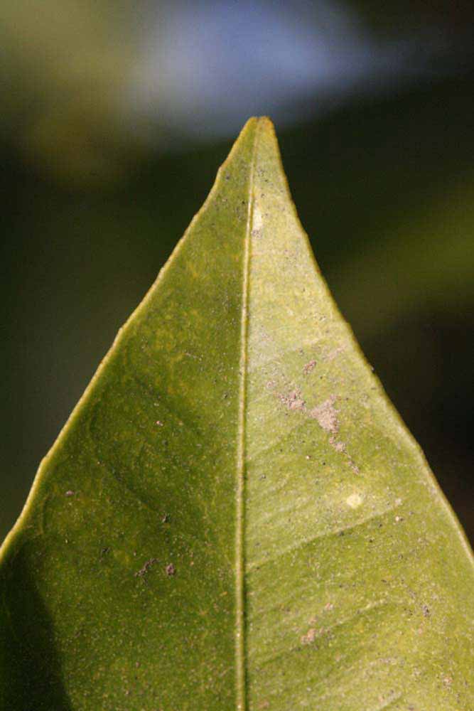              Margin (Riverside, CA)       